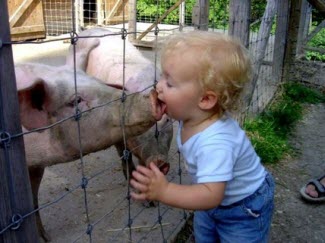 090501 Kissing a Pig 325p