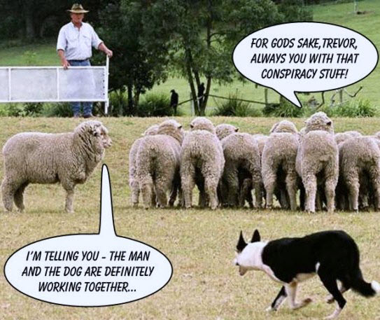 100904 Sheep-notices-man-and-dog-working-together