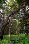 Orange tree and ladder