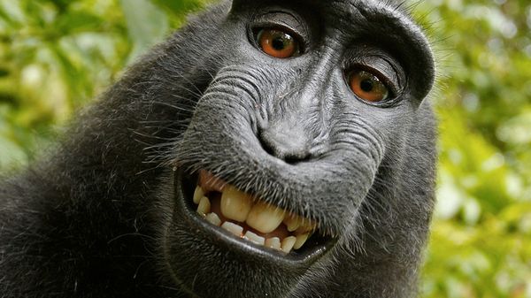 140901 Monkey Smiling